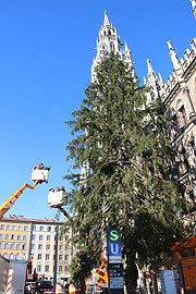 26 m hoch ist die Fichte aus Ruhpolding, die 2015 auf dem Christkindlmarkt stehen darf (©Foto: Martin Schmitz)